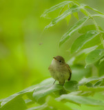 Acadian FlyCatcher  --  Moucherolle Vert