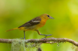 Baltimore Oriole  --  Oriole De Baltimore