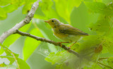 Yellow Warbler (CHICK)  --  Paruline Jaune (POUSSIN)