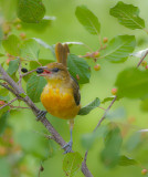 Baltimore Oriole  --  Oriole De Baltimore