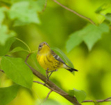 Magnolia Warbler  --  Paruline A Tete Cendree