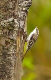 Brown Creeper  --  Grimpereau Brun