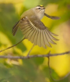 Golden-Crowned KingLet  --  Roitelet A Couronne Doree