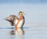 American Wigeon  --  Canard DAmerique