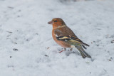 Chaffinch in the Snow