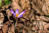 First Crocus 