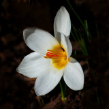 White Crocus