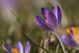 Crocus at the Cemetary