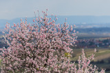 Almond Tree in Bloom