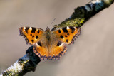 Large Tortoiseshell 