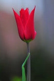 Tulips 2019
