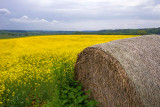 Landscapes in Spring