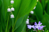 Spring 2019