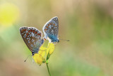 Common Blues Mateing