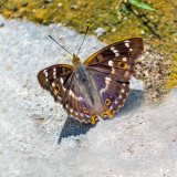 Lesser Purple Emperor (Male)