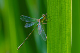 Emerald Damselfly 