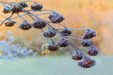 Frosty Seed Pods