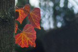 Ivy in Winter