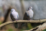 Eurasian collared doves