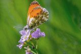 Orange Tip/Aurora Butterfly