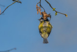 Little Acrobat