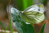 Butterflies and Moths