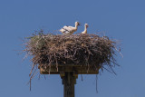 European White Stork