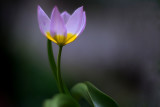 Tiny Tulip
