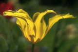 Tulips 2020