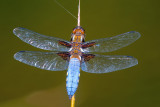 Broad-bodied Chaser (Male)