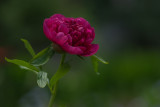 Red Peony