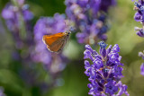 Little Skipper on Lavender