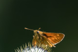 Essex Skipper and other Skippers