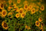 Sunflower Field