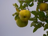 Quince Tree