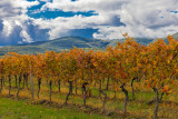 The German Wine Road during the Seasons