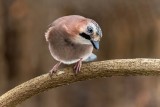 Eurasian Jay- (Garrulus glandarius/Eichelhaeher)