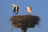 Nest and Feather Cleaning.