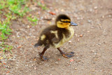 Mallard Ducklings