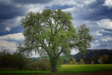 Landscapes in Spring