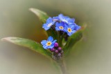  Forget-me-not