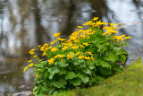 Marsh Marigold