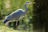 Garden Visitors (and birds in the local area)
