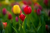 Crowd in the Tulip Field