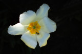 Tulips 2021