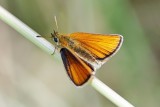 Essex Skipper