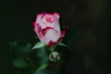 Budding