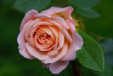 Pink with a Sweet Scent