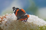 Red Admiral