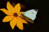 Cabbage White
